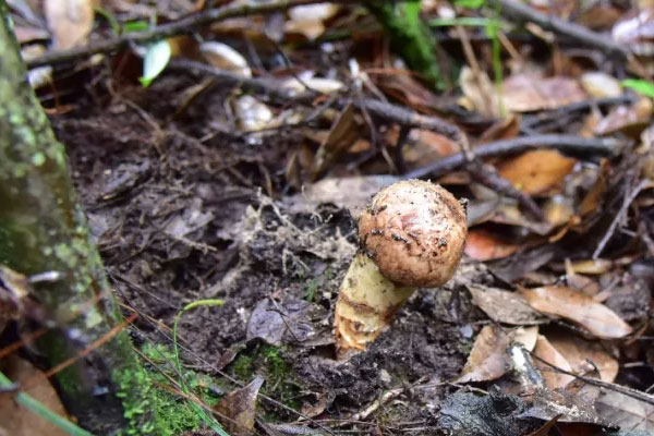臘八豆燒茄子配煎松茸的食用禁忌