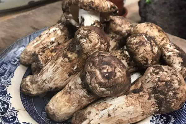 新鮮松茸飯好吃的竅門(mén)有哪些