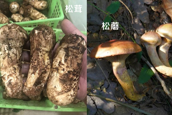 松茸和松蘑是一樣的嗎