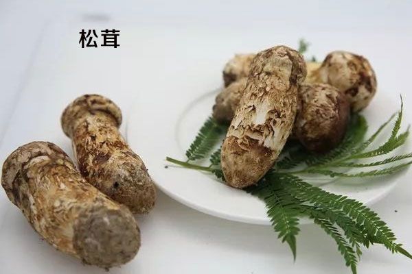 松茸與松蘑生長(zhǎng)環(huán)境要求的區(qū)別