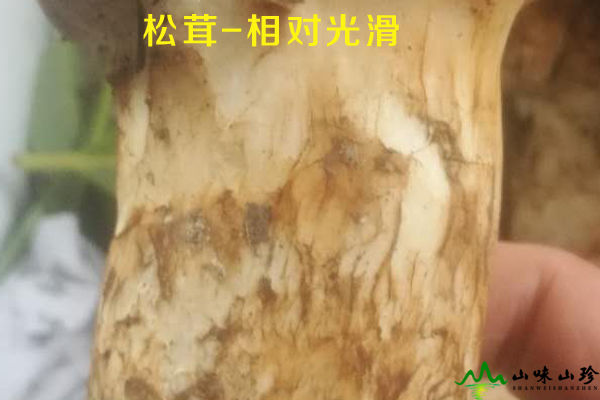 松茸外觀