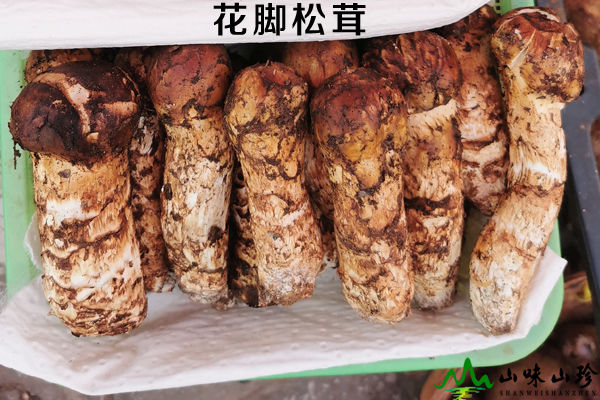 花腳松茸外觀顏色