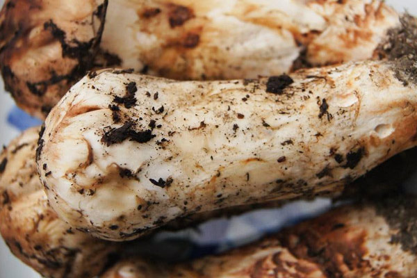 新鮮松茸煮多久時間吃最好