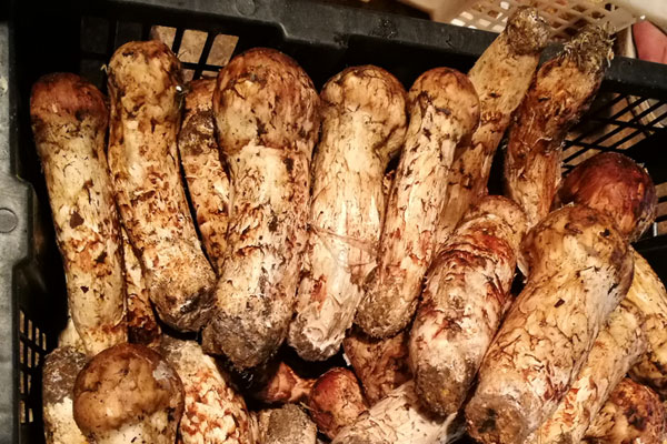 松茸抗癌的功效與作用