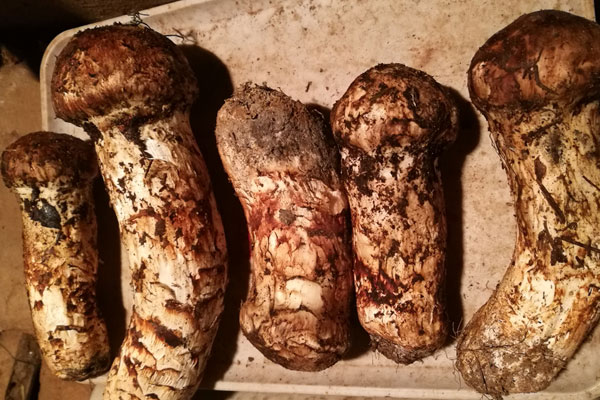 松茸每天吃多少抗癌