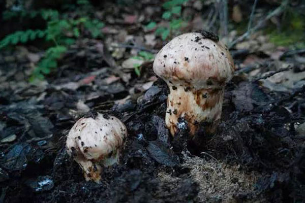 新鮮松茸蒸豆腐的營養(yǎng)價(jià)值和功效作用