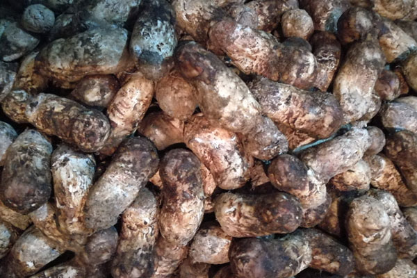 成都松茸價(jià)格多少錢(qián)一斤,四川成都松茸批發(fā)市場(chǎng)在哪里