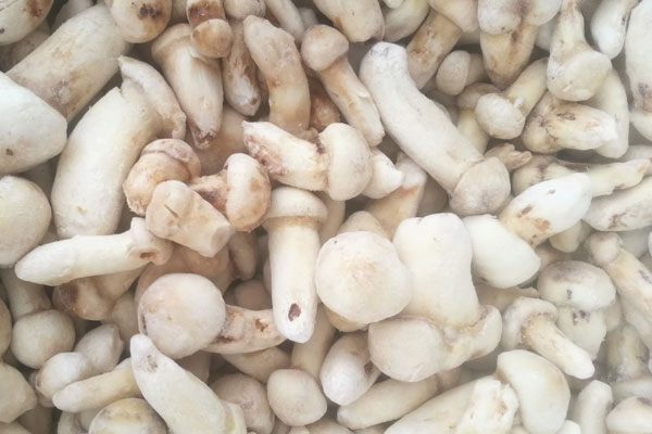 成都冰凍松茸多少錢一斤