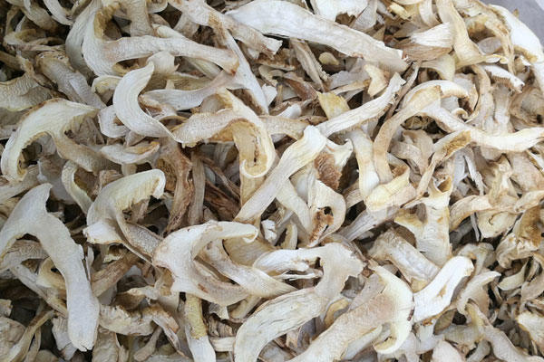 成都干松茸多少錢一斤