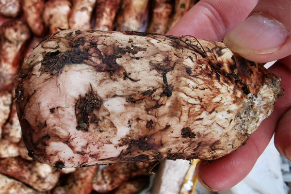 杭州松茸價(jià)格多少錢(qián)一斤，杭州賣(mài)松茸的地方在哪里