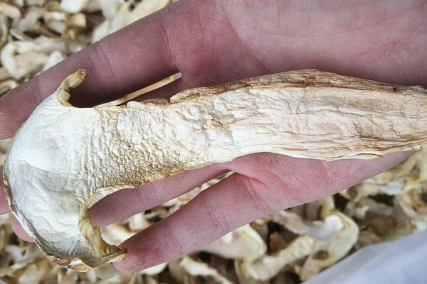 杭州干松茸價格