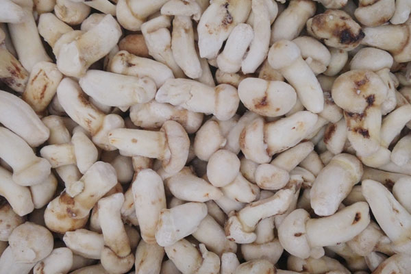 杭州冰凍松茸多少錢一斤