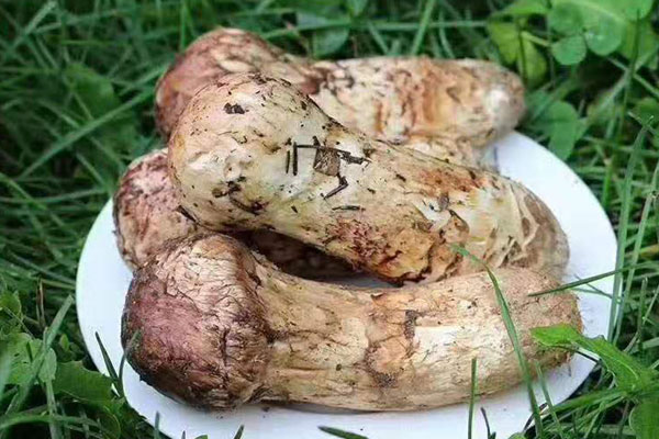 重慶松茸價(jià)格多少錢(qián)一斤，重慶哪里有松茸賣(mài)