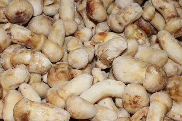 重慶冰凍松茸多少錢(qián)一斤