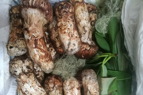 武漢松茸價(jià)格多少錢(qián)一斤，武漢哪里有松茸賣(mài)