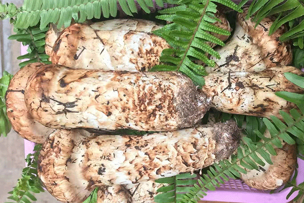 松茸的食用禁忌