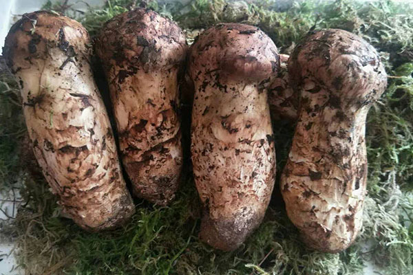新鮮松茸去皮沒(méi)營(yíng)養(yǎng)了嗎