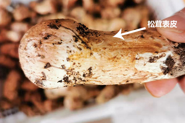 新鮮松茸生吃營(yíng)養(yǎng)價(jià)值會(huì)更高嗎