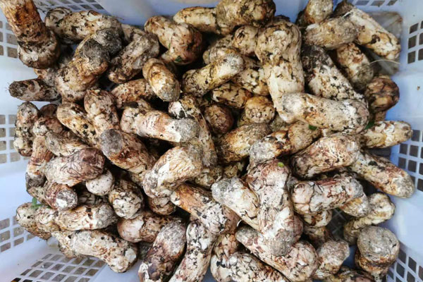 新鮮松茸培根炒意面的具體做法步驟