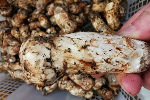 東莞松茸價(jià)格多少錢(qián)一斤，東莞哪里有松茸賣(mài)