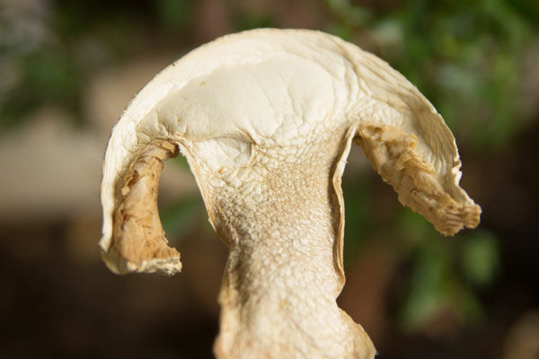 東莞干松茸價格