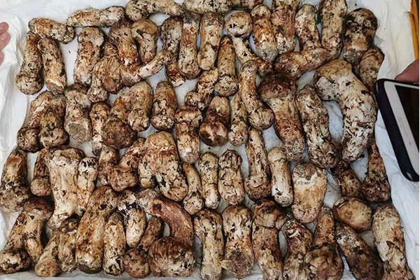 真的只有新鮮松茸才有松茸醇嗎