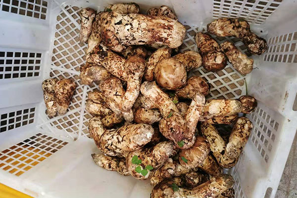 松茸醇抗癌靠譜嗎