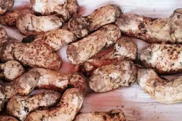 新鮮松茸鱈魚的食用禁忌