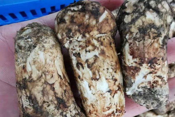 松茸外面的黑色粘粘的是壞了嗎，還可以吃嗎