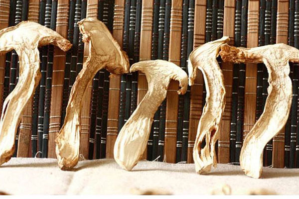 干松茸放久變黃還能吃嗎