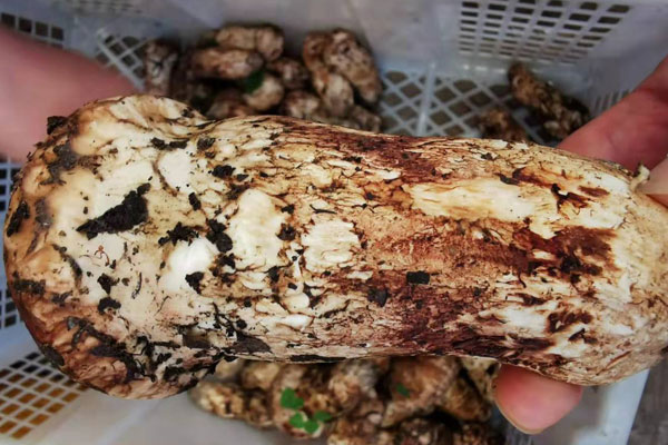 松茸傘蓋變黑是壞了嗎