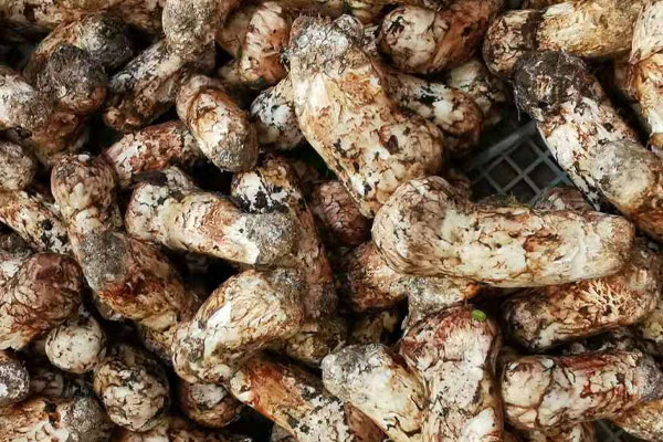 青島松茸價(jià)格多少錢(qián)一斤，青島哪里有松茸賣(mài)