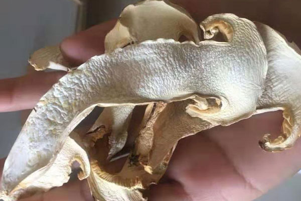 松茸粉怎么吃效果最好