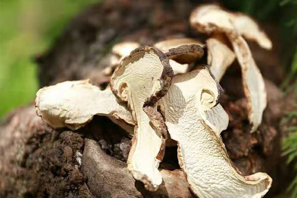 松茸磨成粉可以泡水喝嗎