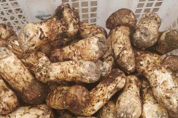 孩子吃松茸會(huì)導(dǎo)致性早熟嗎