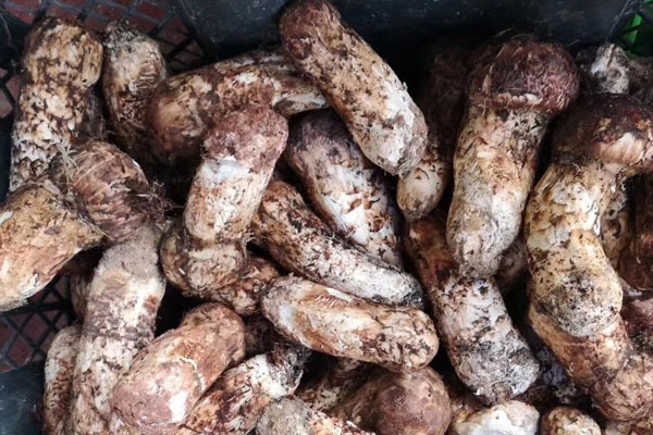 2歲寶寶能不能吃松茸