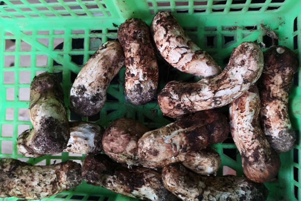 干松茸與新鮮松茸的營養(yǎng)價值區(qū)別