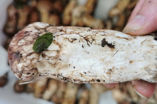 干松茸與新鮮松茸的口感區(qū)別