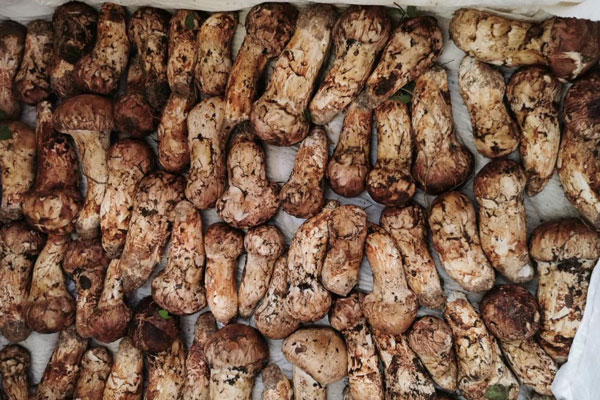 松茸可以和牛肉一起吃嗎