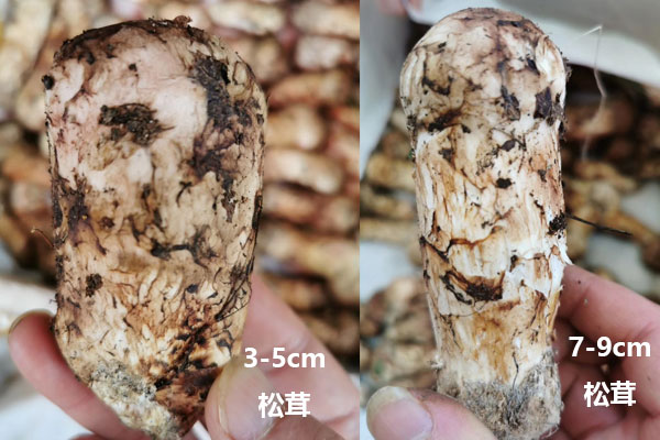 新鮮松茸越大越好嗎