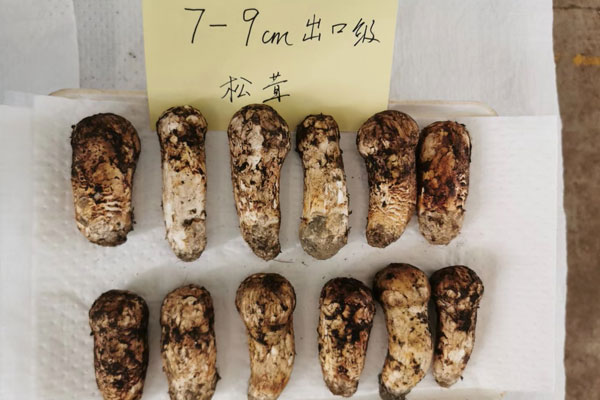 新鮮松茸多大營養(yǎng)價(jià)值和功效最好