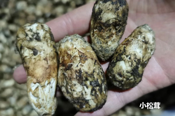 新鮮松茸是大的好還是小的好