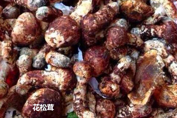 花松茸是什么