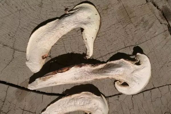 干松茸真的比新鮮松茸貴嗎