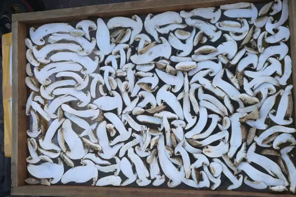 一斤新鮮松茸曬干有多少干松茸