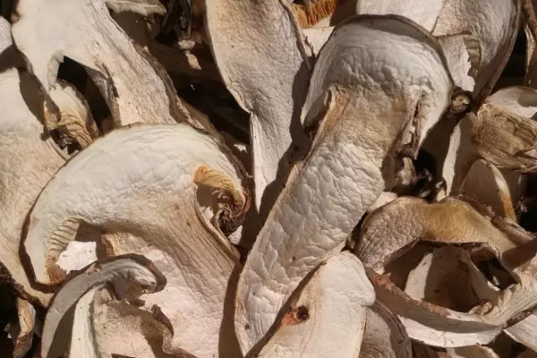 干松茸價格為什么都在一千以上