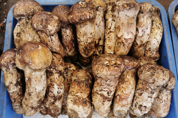 新鮮松茸煲湯需要焯水嗎