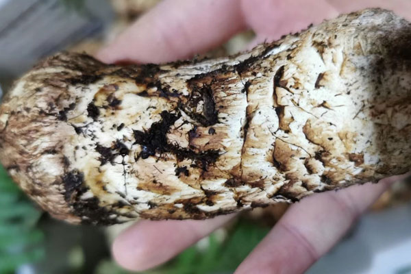 冰凍松茸煮湯前需要焯水嗎