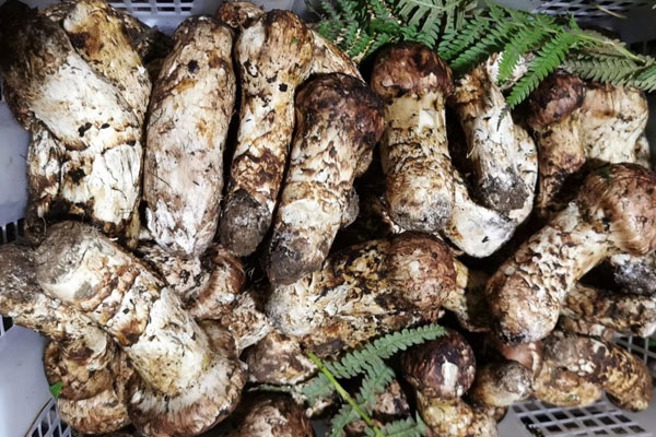 新鮮松茸包餃子要焯水嗎