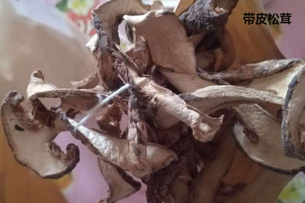 野生松茸是帶皮還是不帶